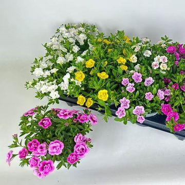 Calibrachoa CALITASTIC MIX