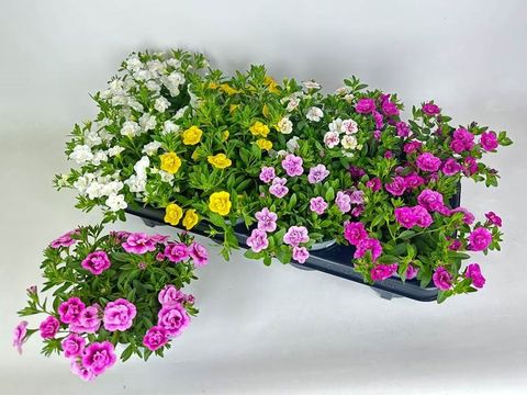 Calibrachoa CALITASTIC MIX