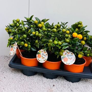 x Citrofortunella microcarpa