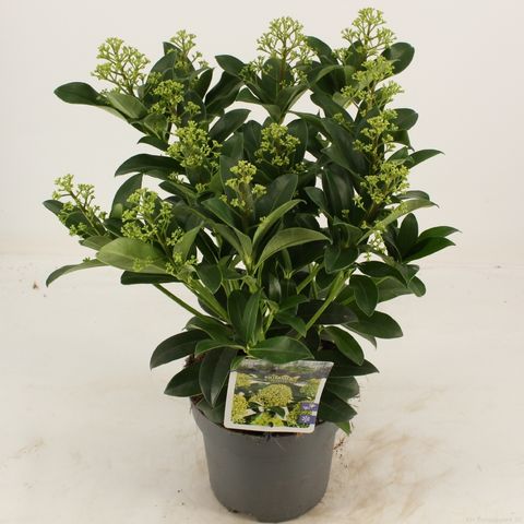 Skimmia japonica 'Fragrant Cloud'