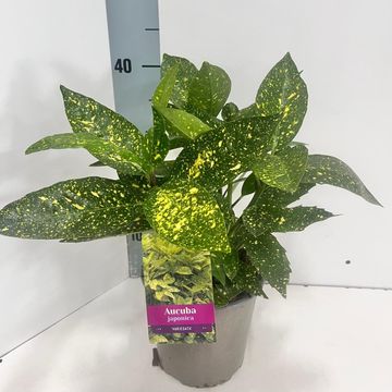 Aucuba japonica 'Variegata'