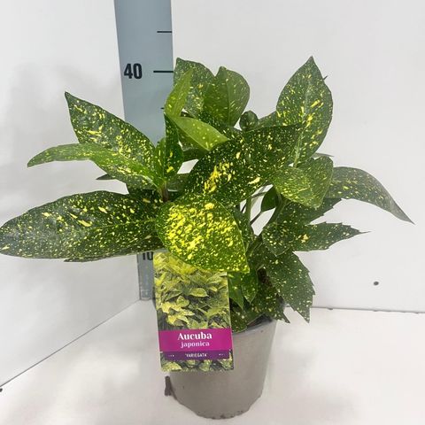 Aucuba japonica 'Variegata'
