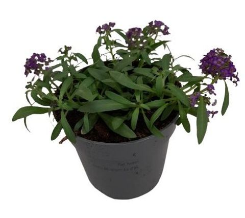 Lobularia EASY BREEZE PURPLE