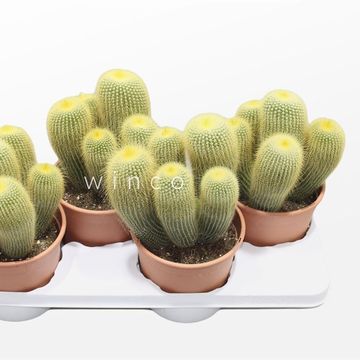 Notocactus leninghausii