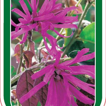 Loropetalum chinense 'Ming Dynasty'