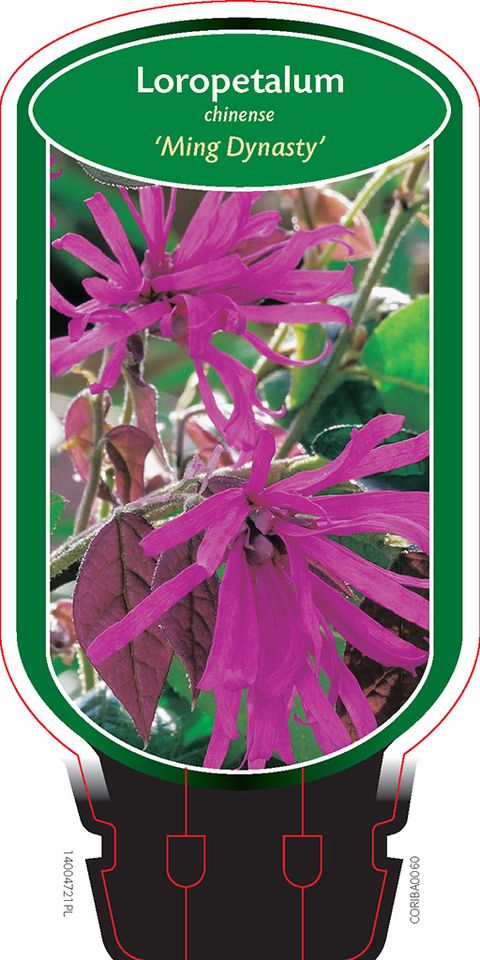 Loropetalum chinense 'Ming Dynasty'