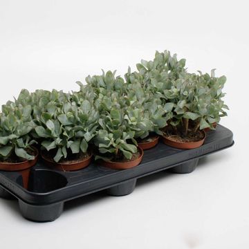 Crassula arborescens cristata