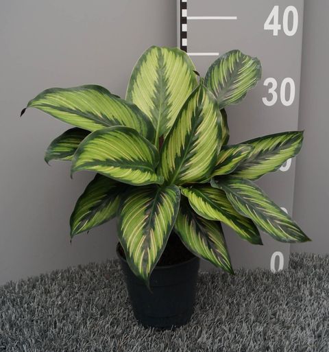 Calathea ornata