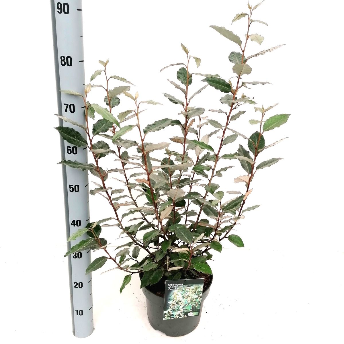 Elaeagnus x ebbingei 'Compacta' — Plant Wholesale FlorAccess