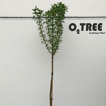 +Laburnocytisus adamii