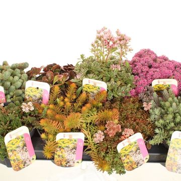 Sedum MIX