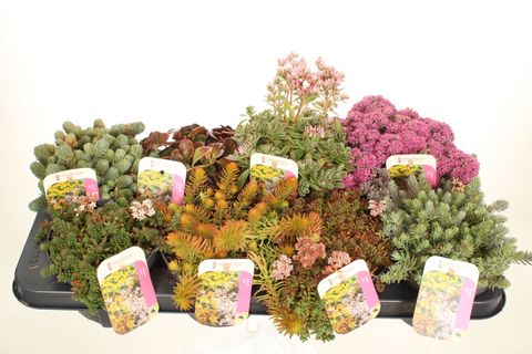 Sedum MIX