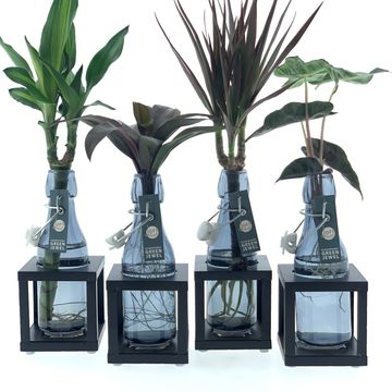 Arrangement Houseplants