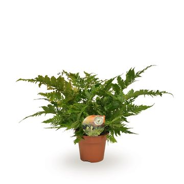 Dryopteris erythrosora