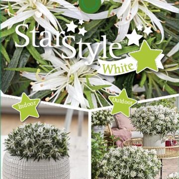 Rhododendron STARSTYLE WHITE (AJ)