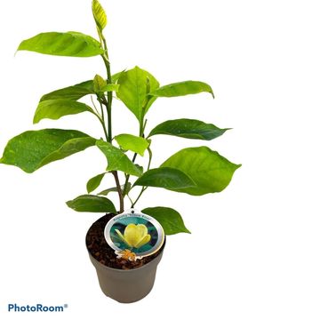 Magnolia denudata YELLOW RIVER