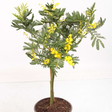 Acacia dealbata
