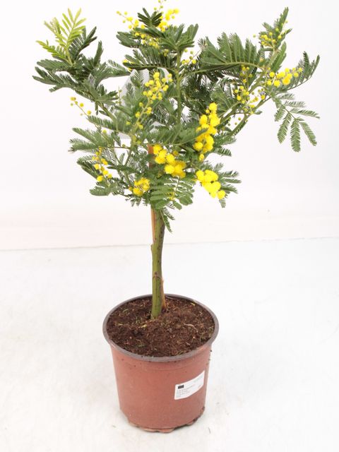 Acacia dealbata