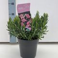 Andromeda polifolia 'Компакта'