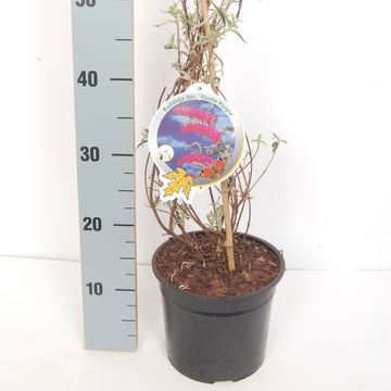Buddleja davidii 'Nanho Purple'