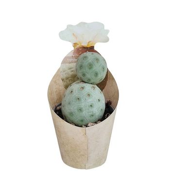 Tephrocactus geometricus