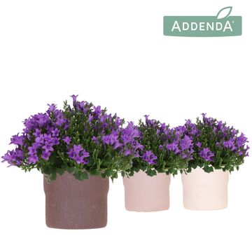 Campanula portenschlagiana AMBELLA INTENS PURPLE