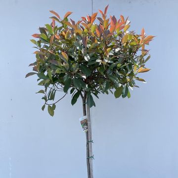 Photinia x fraseri 'Red Robin'