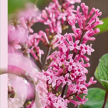 Syringa meyeri LITTLE ROSIE