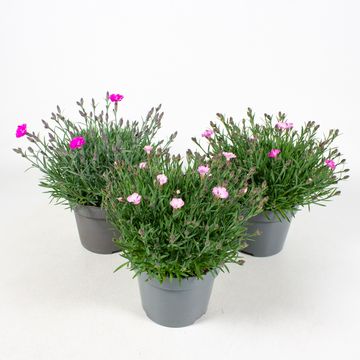 Dianthus caryophyllus MIX
