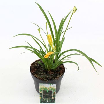 Hemerocallis 'Stella de Oro'
