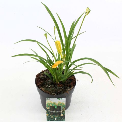 Hemerocallis 'Stella de Oro'