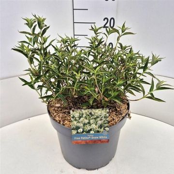 Buddleja FREE PETITE SNOW WHITE