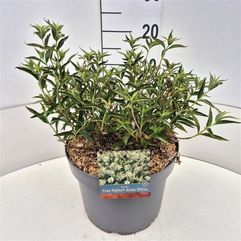Buddleja FREE PETITE SNOW WHITE
