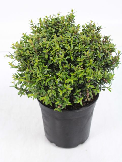 Myrtus communis