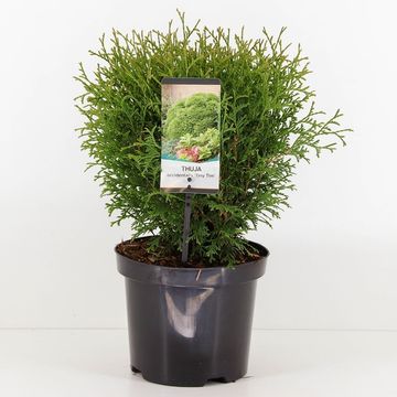 Thuja occidentalis 'Tiny Tim'