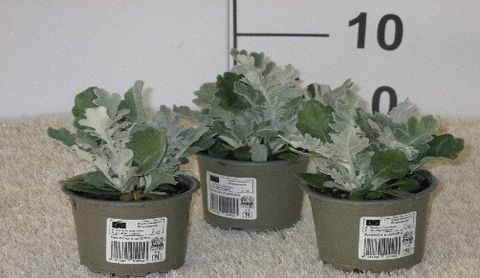 Senecio bicolor