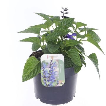 Salvia 'Black & Bloom'