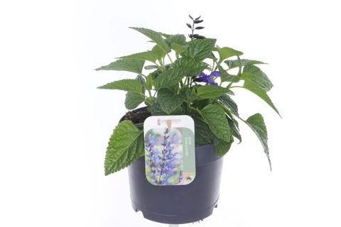 Salvia 'Black & Bloom'