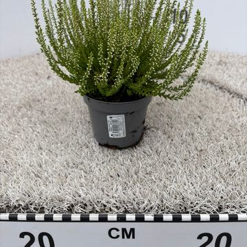Calluna vulgaris 'Elegantissima'
