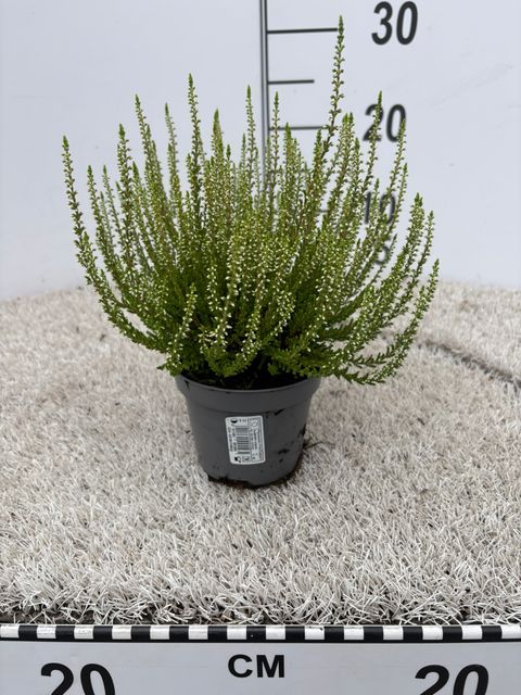 Calluna vulgaris 'Elegantissima'