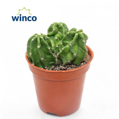 Echinocereus viereckii morricalii