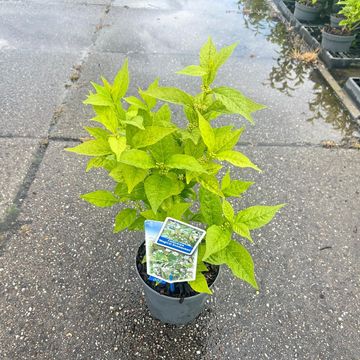 Callicarpa bodinieri MAGICAL SNOW QUEEN