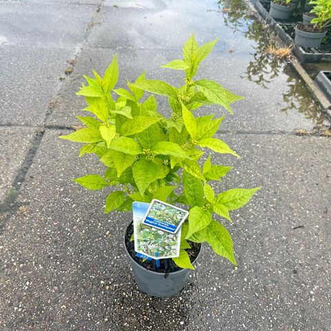 Callicarpa bodinieri MAGICAL SNOW QUEEN