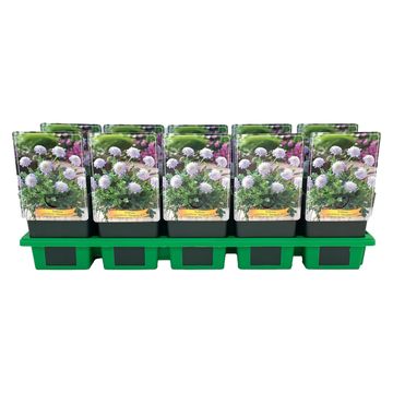 Scabiosa columbaria 'Mariposa Blue'