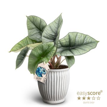 Alocasia 'Bisma'