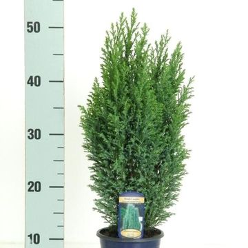 Chamaecyparis лавсониана 'Элвуди'