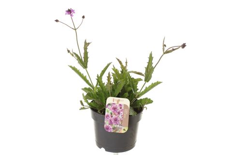 Verbena rigida 'Santos'