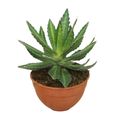 Agave lophantha