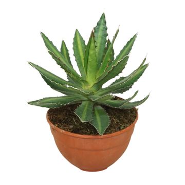 Agave lophantha