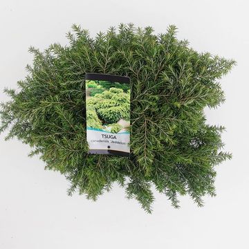 Tsuga canadensis 'Jeddeloh'